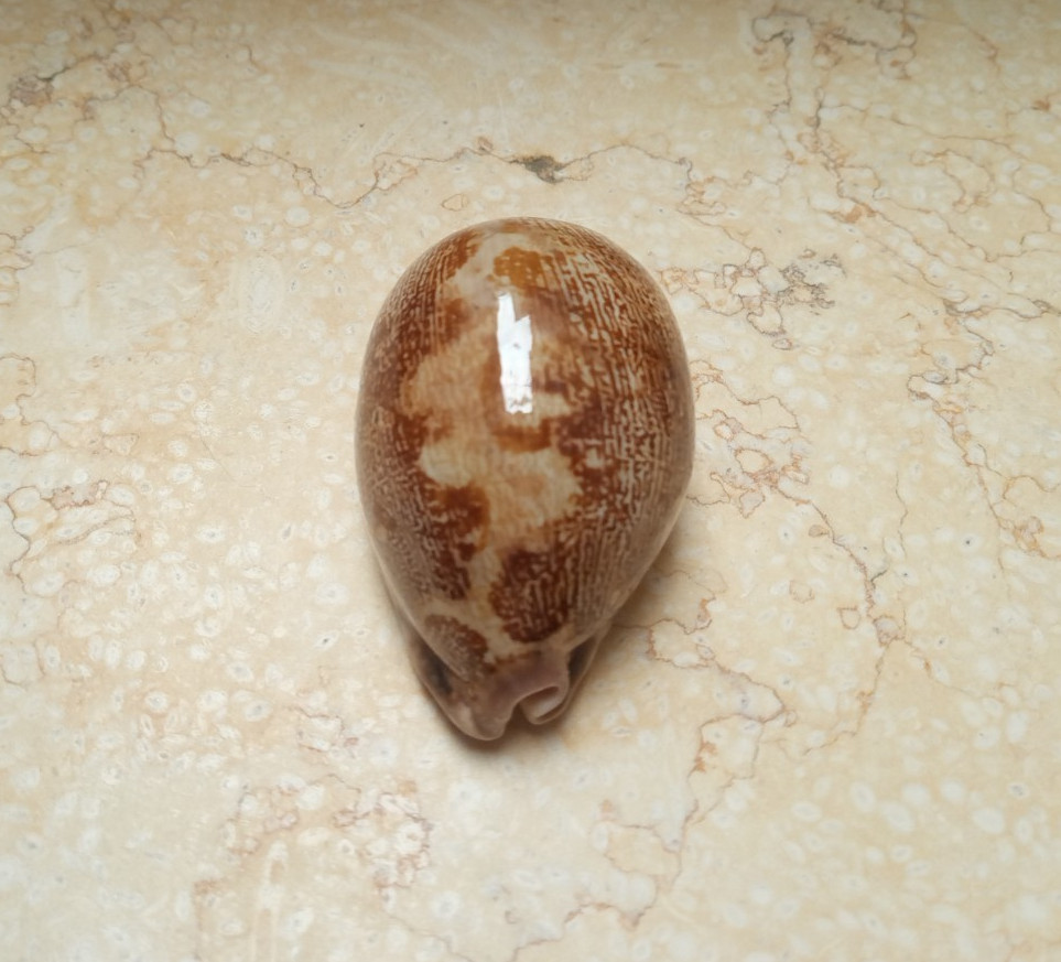 Cypraea mappa rosea sea shell singularis 77.5mm WOW great pattern rare F++++F+++ Cypraea mappa rosea sea shell singularis 77.5mm WOW great pattern rare F++++F+++