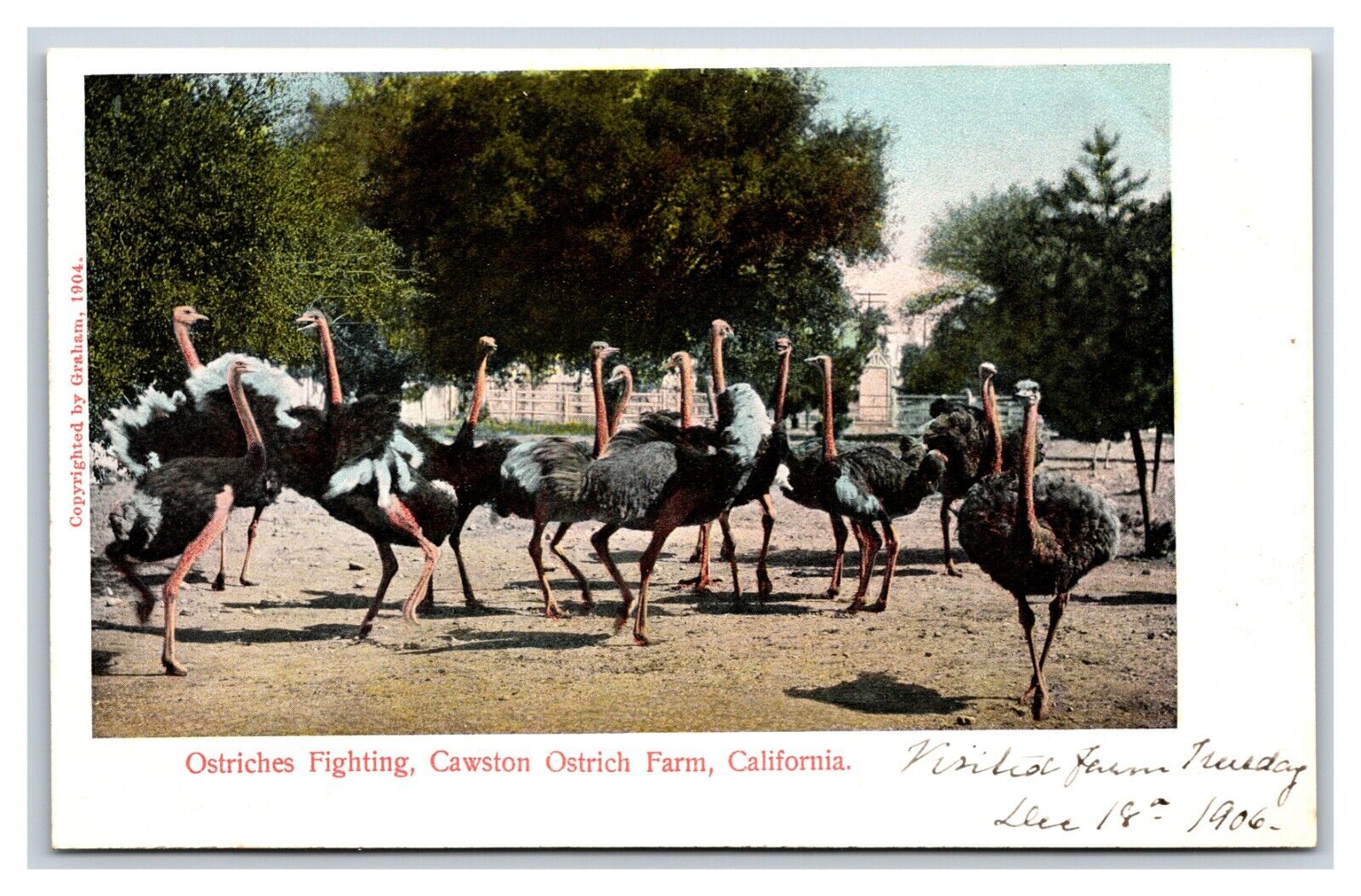 Ostriches Fighting Cawston Ostrich Farm Pasadena California UNP UDB Postcard M17