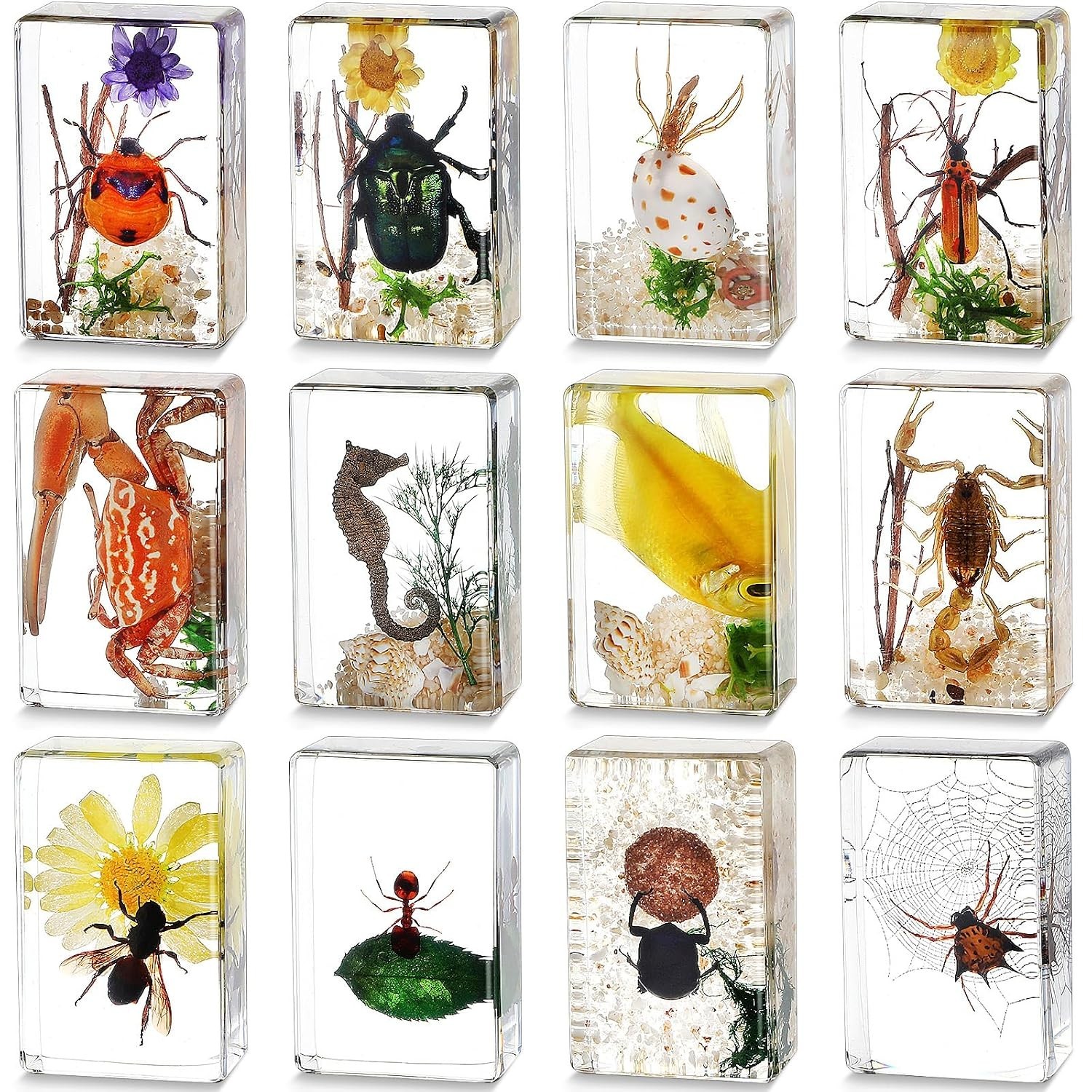 12 Unique Insect Specimens in Resin: Educational Bug Collection Kit for Kids 12 Unique Insect Specimens in Resin: Educational Bug Collection Kit for Kids