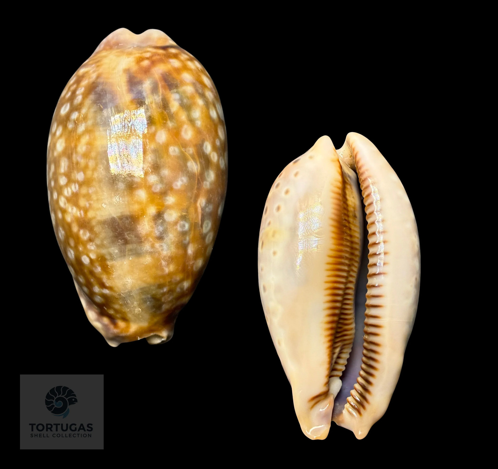 Macrocypraea zebra – Zebra Cowrie – 83.9 mm Macrocypraea zebra – Zebra Cowrie – 83.9 mm