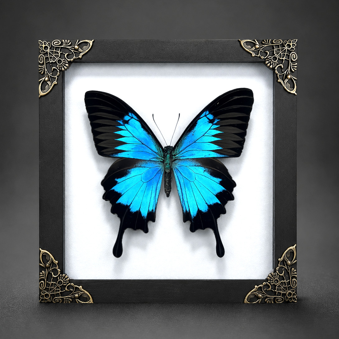 Papilio ulysses Butterfly Taxidermy Real Specimen Shadow Box Insect Wall Decor Papilio ulysses Butterfly Taxidermy Real Specimen Shadow Box Insect Wall Decor