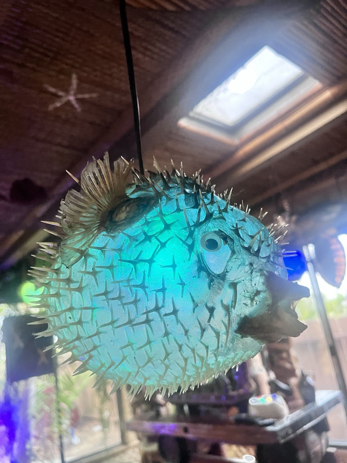 NEW 12”-13” Pufferfish Lamp w/Color Changing LED Tiki bar Oceanic NEW 12”-13” Pufferfish Lamp w/Color Changing LED Tiki bar Oceanic