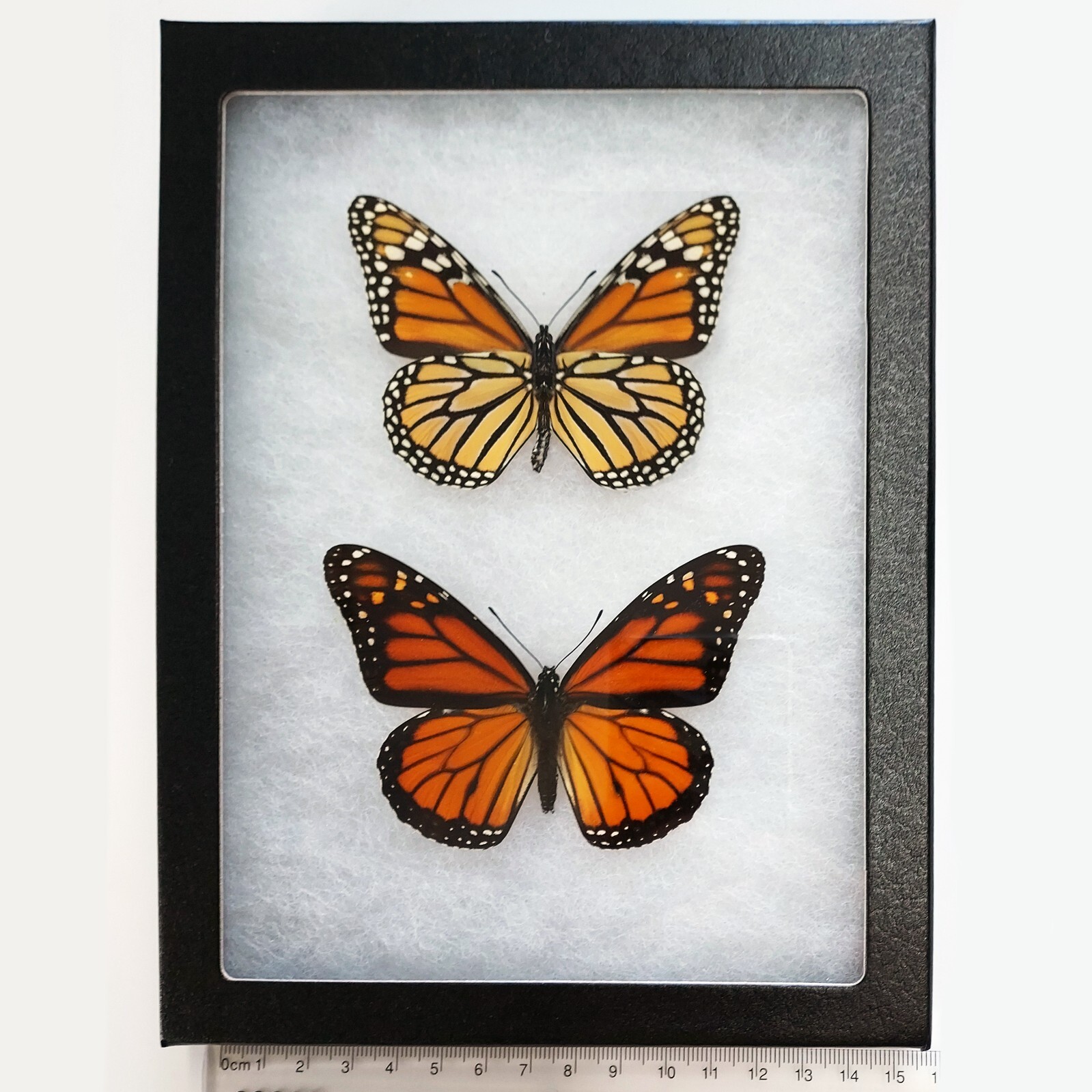 Danaus plexippus VERSO + RECTO orange monarch butterfly USA Framed Pair Danaus plexippus VERSO + RECTO orange monarch butterfly USA Framed Pair