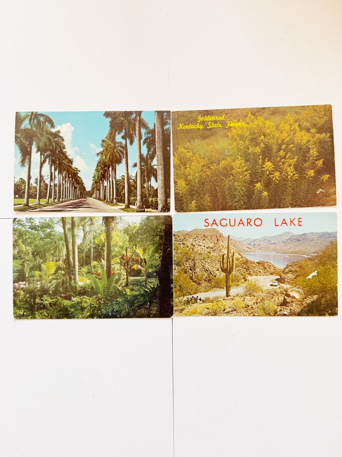 Lot of 4 Vintage Unposted Postcards FL KY AZ Scenic Chrome Multi-State Lot of 4 Vintage Unposted Postcards FL KY AZ Scenic Chrome Multi-State
