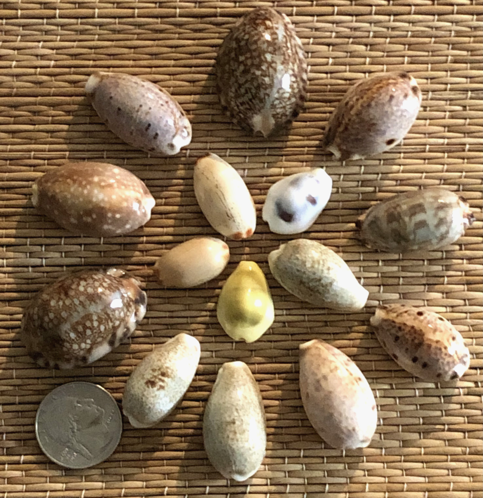 15 GLOSSY CYPRAEA SEA SHELLS 7/8” UP TO 1-1/2" WIDE - GREAT FOR CRAFTING 15 GLOSSY CYPRAEA SEA SHELLS 7/8” UP TO 1-1/2" WIDE - GREAT FOR CRAFTING
