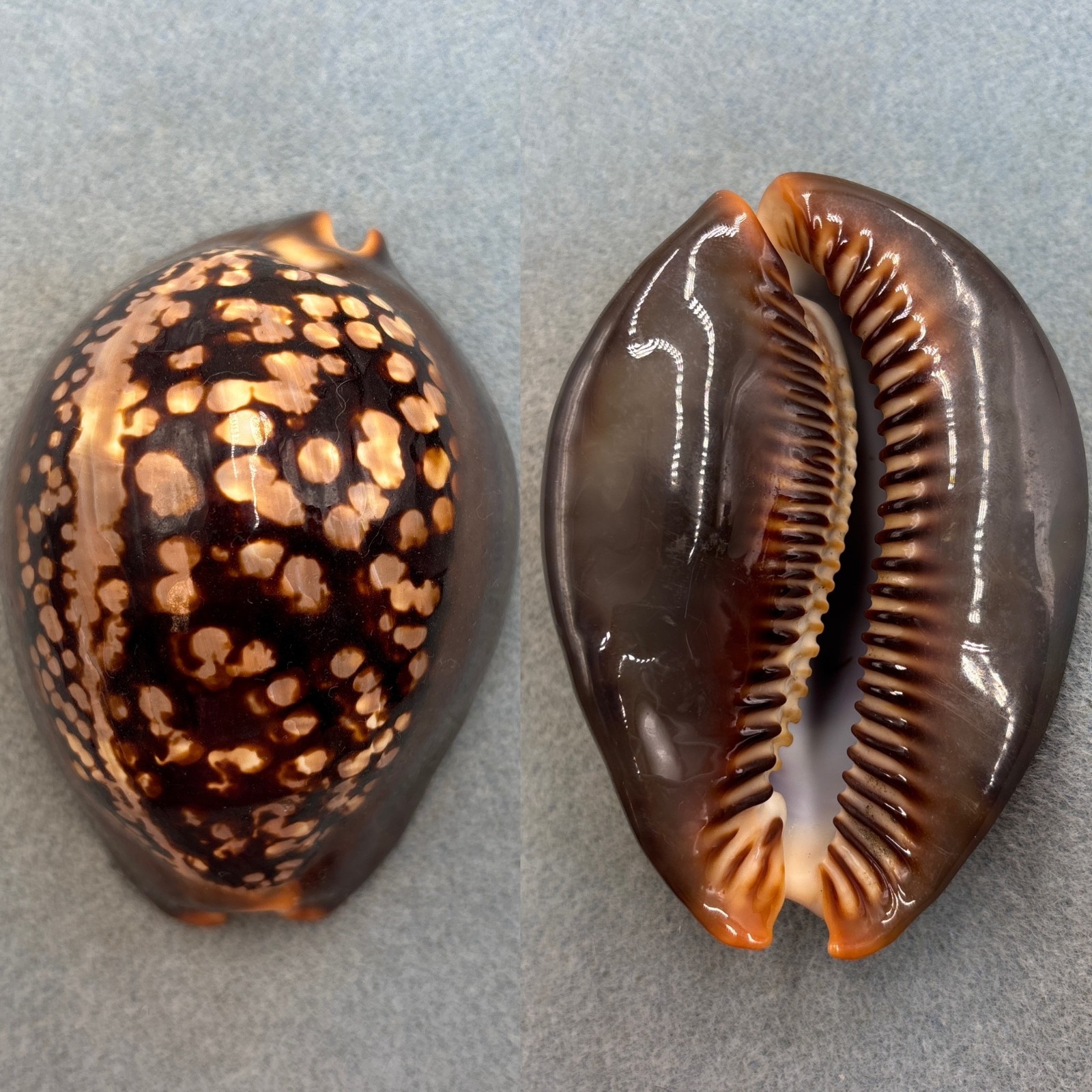 #3 Cypraea mauritiana 94.6mmn F Okinawa #3 Cypraea mauritiana 94.6mmn F Okinawa