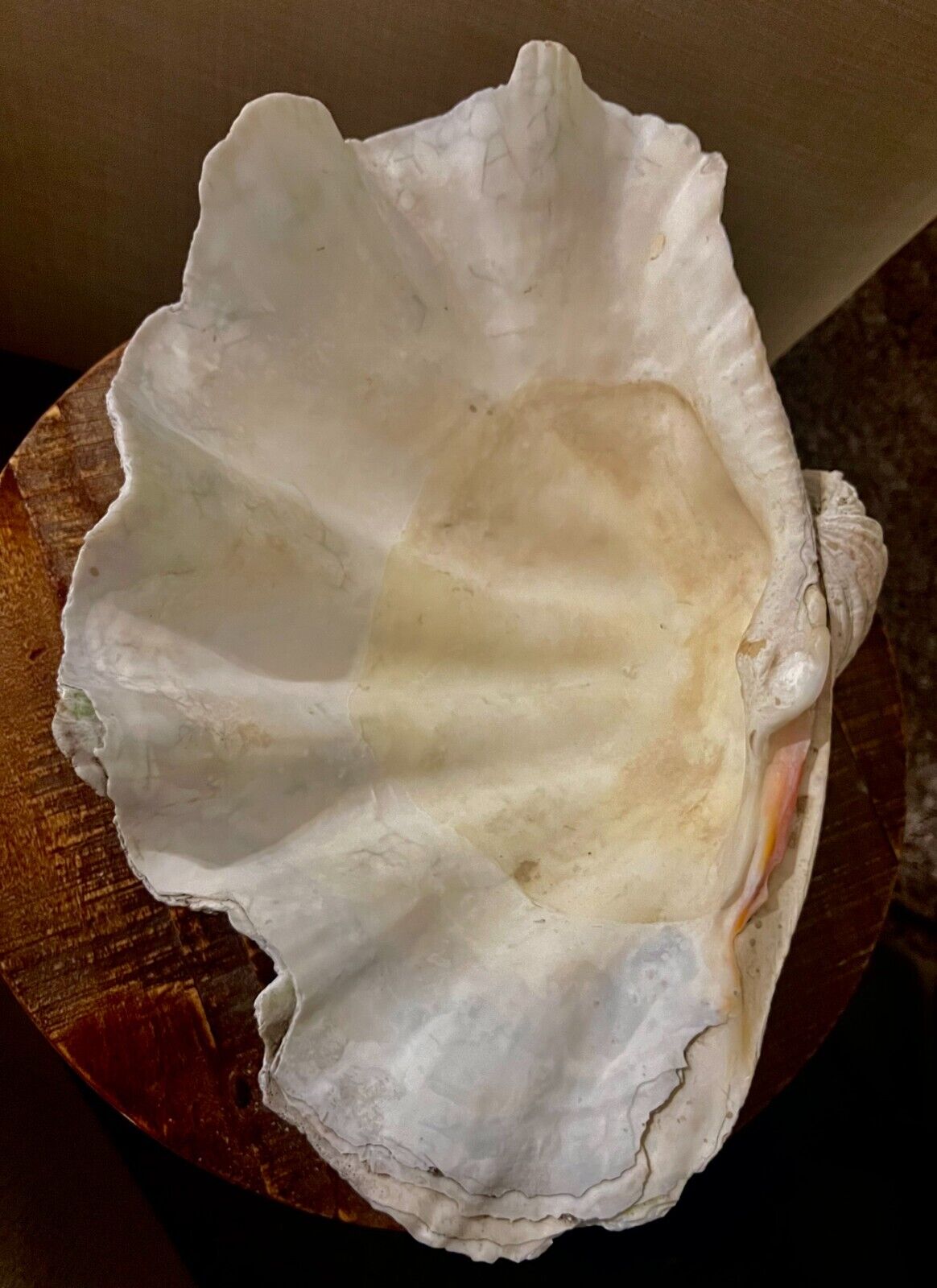 SALE - RARE Stunning \'Tridacna Gigas’ Giant Clam Shell Fossil - 19x13