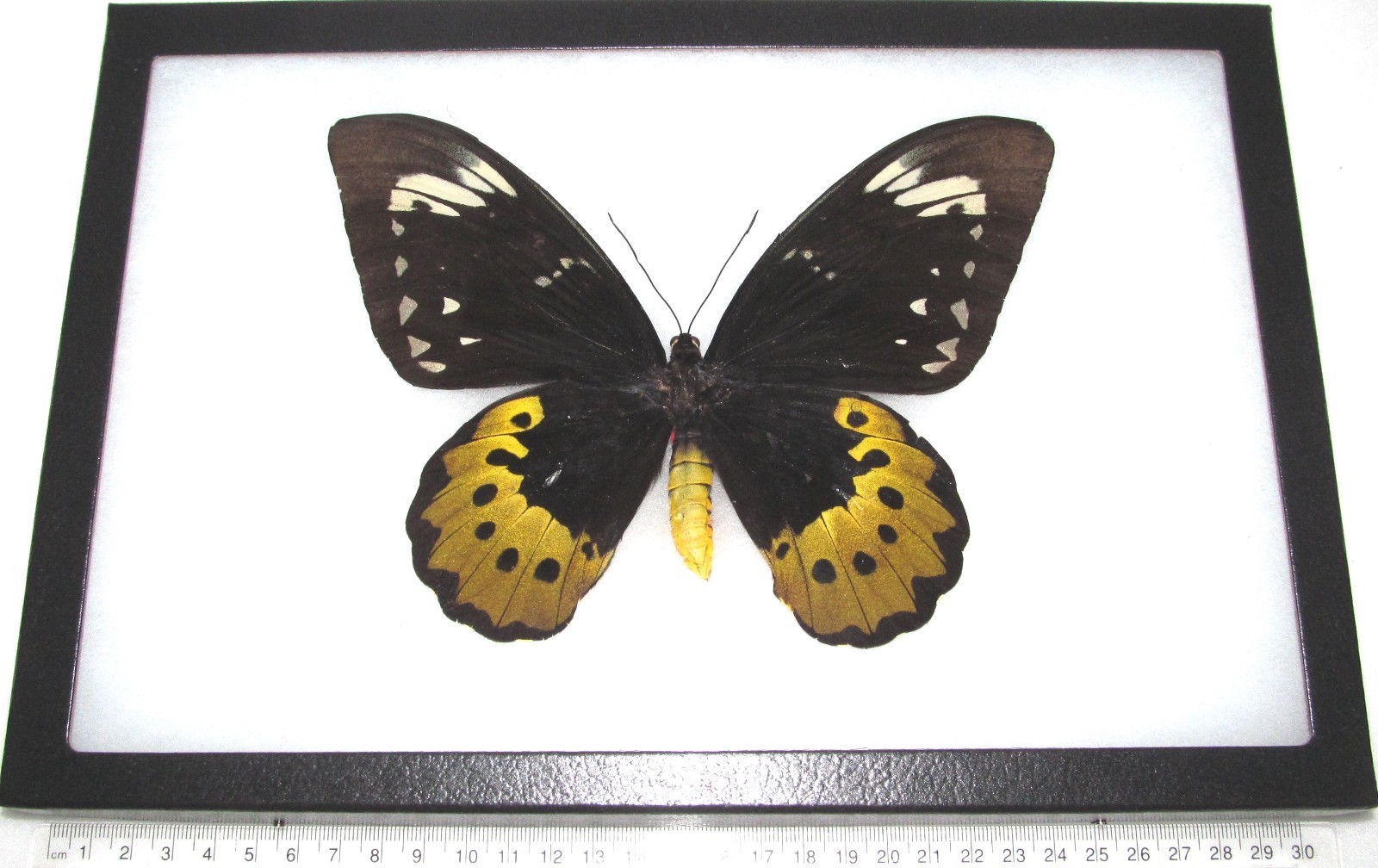 Ornithoptera goliath supremus FEMALE huge black gold butterfly PNG FRAMED Ornithoptera goliath supremus FEMALE huge black gold butterfly PNG FRAMED