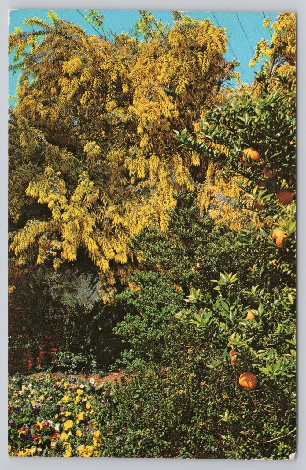 1967 Descanso Gardens La Canada CA Acacia Orange Tree Pansies Vintage Postcard 1967 Descanso Gardens La Canada CA Acacia Orange Tree Pansies Vintage Postcard
