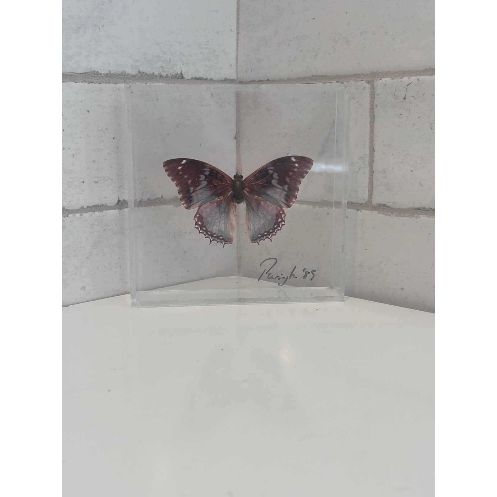 Vintage 1985 Signed Butterfly Taxidermy Lucite Acrylic Block Paperweight Art Vintage 1985 Signed Butterfly Taxidermy Lucite Acrylic Block Paperweight Art