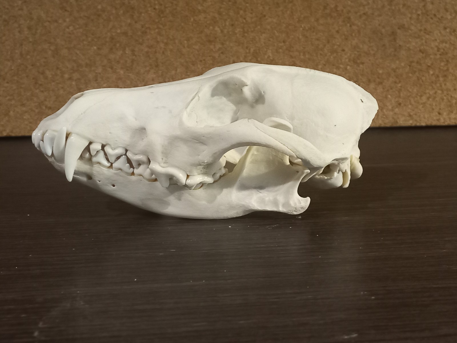 Real Large Red Fox or Jackal Skull Canis Vulpes Taxidermy Natural Bone Specimen Real Large Red Fox or Jackal Skull Canis Vulpes Taxidermy Natural Bone Specimen