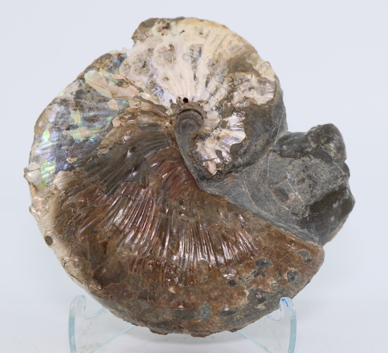 Large Fossil Scaphite 101.9 mm. 4" Ammonite Iridescence South Dakota SD COA 6781