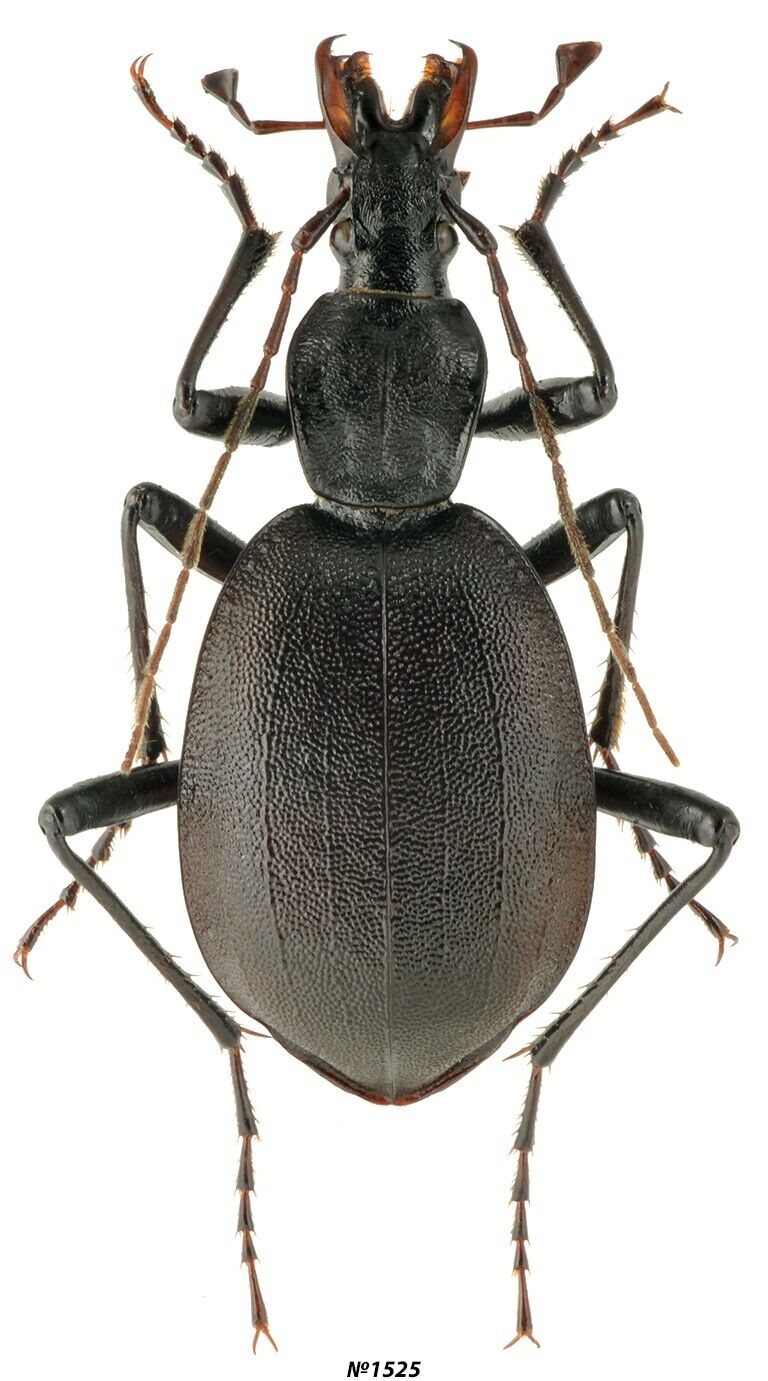 Coleoptera Cerambycidae Cychrus italicus Italy 22mm