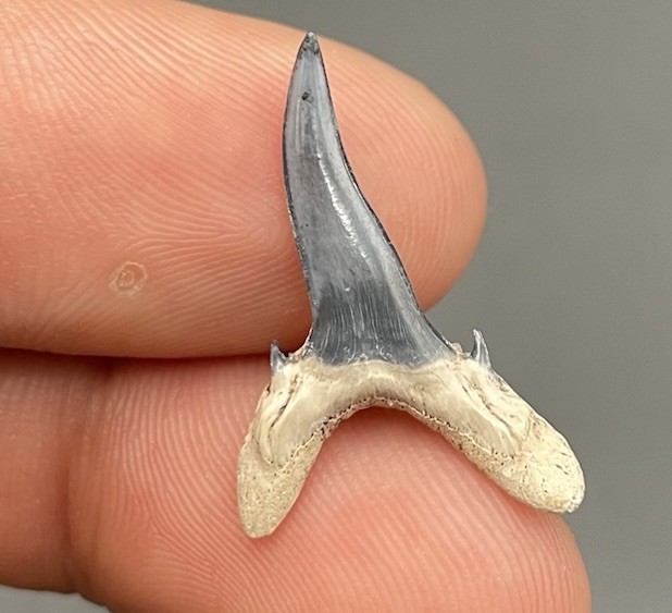RARE DEFORMED SANDTIGER SHARK TOOTH BONE VALLEY FL PATHOLOGICAL RARE DEFORMED SANDTIGER SHARK TOOTH BONE VALLEY FL PATHOLOGICAL