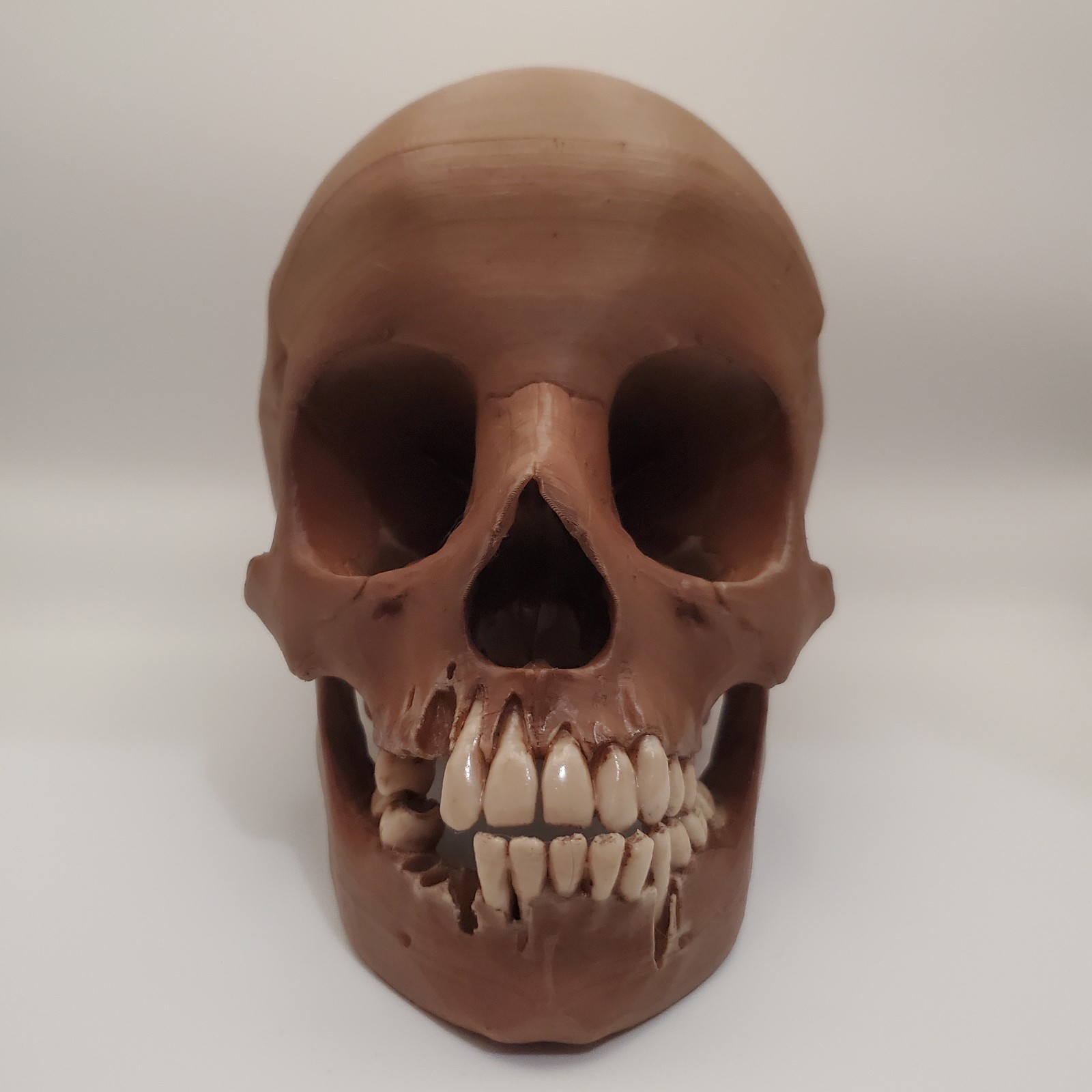 Realistic Human Skull Anatomic Display Model Prop Replica 3D Print Realistic Human Skull Anatomic Display Model Prop Replica 3D Print
