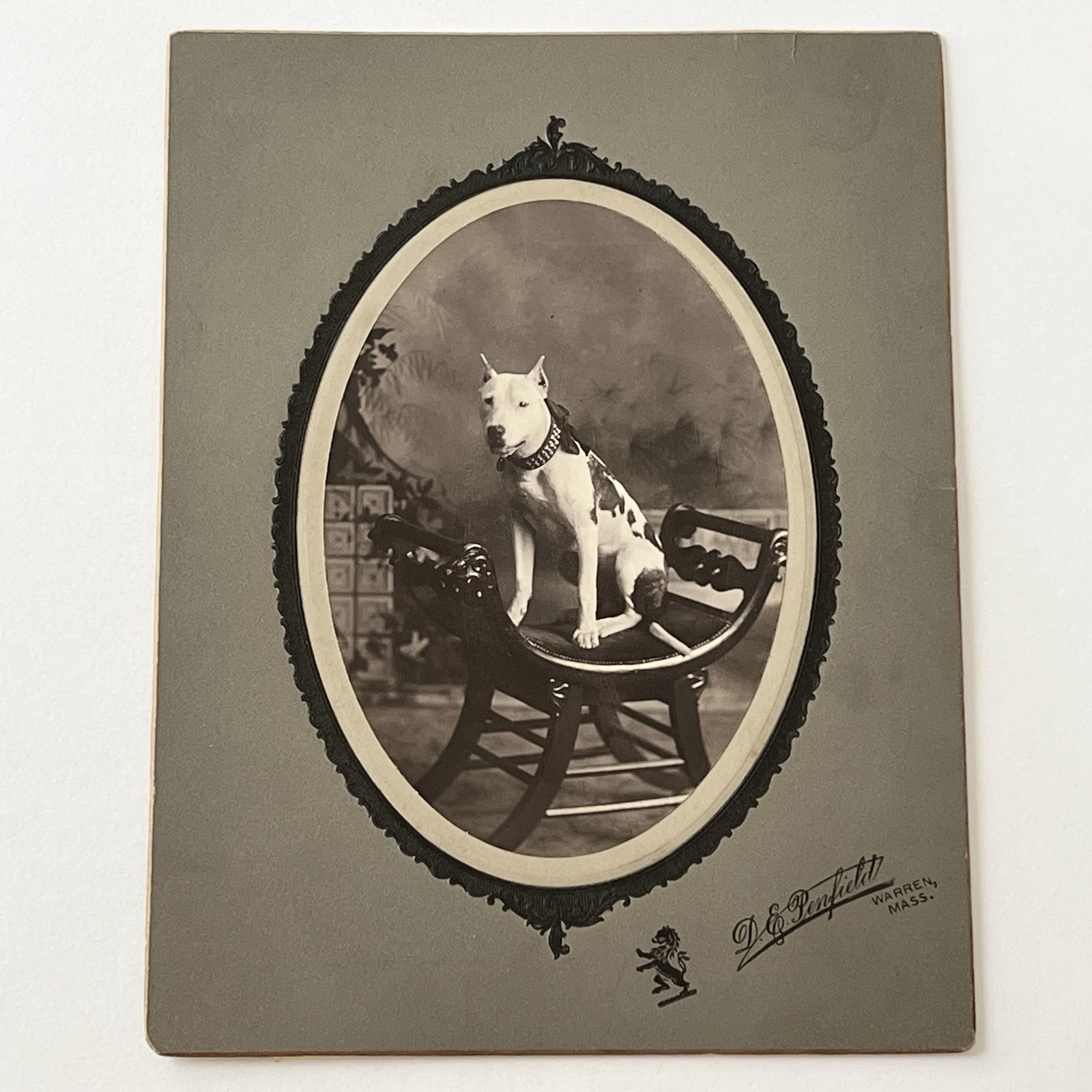 Antique Photograph On Board Beautiful American Pit Bull Terrier Dog MA Pitbull Antique Photograph On Board Beautiful American Pit Bull Terrier Dog MA Pitbull