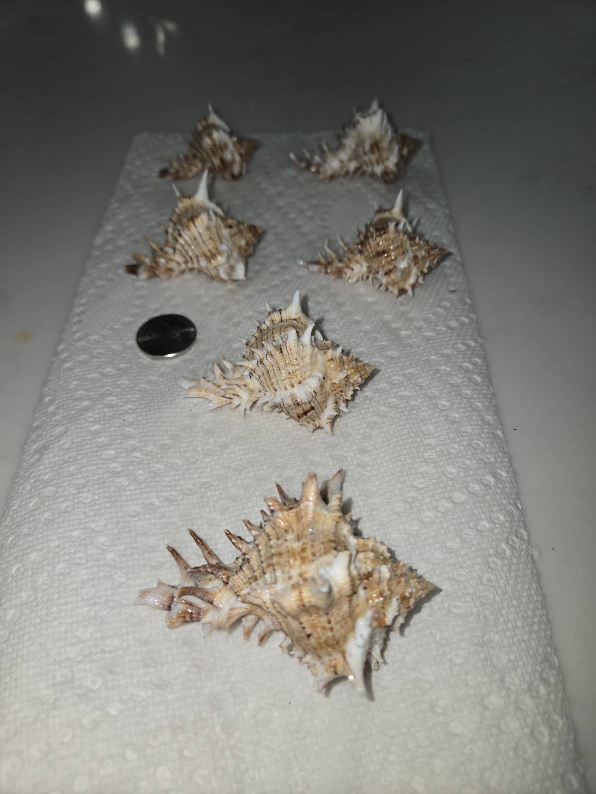 Six (6) Giant Eastern Murex Hexaplex fulvescens Shells Six (6) Giant Eastern Murex Hexaplex fulvescens Shells