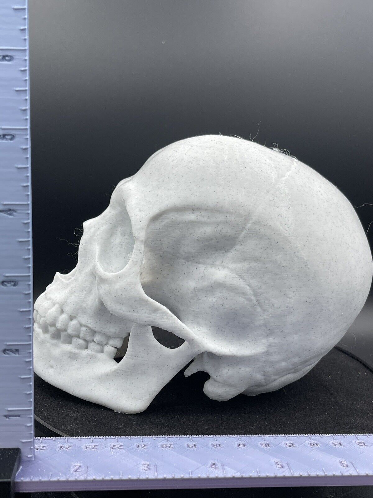 Anatomically Correct Human Skull 3d Printed
