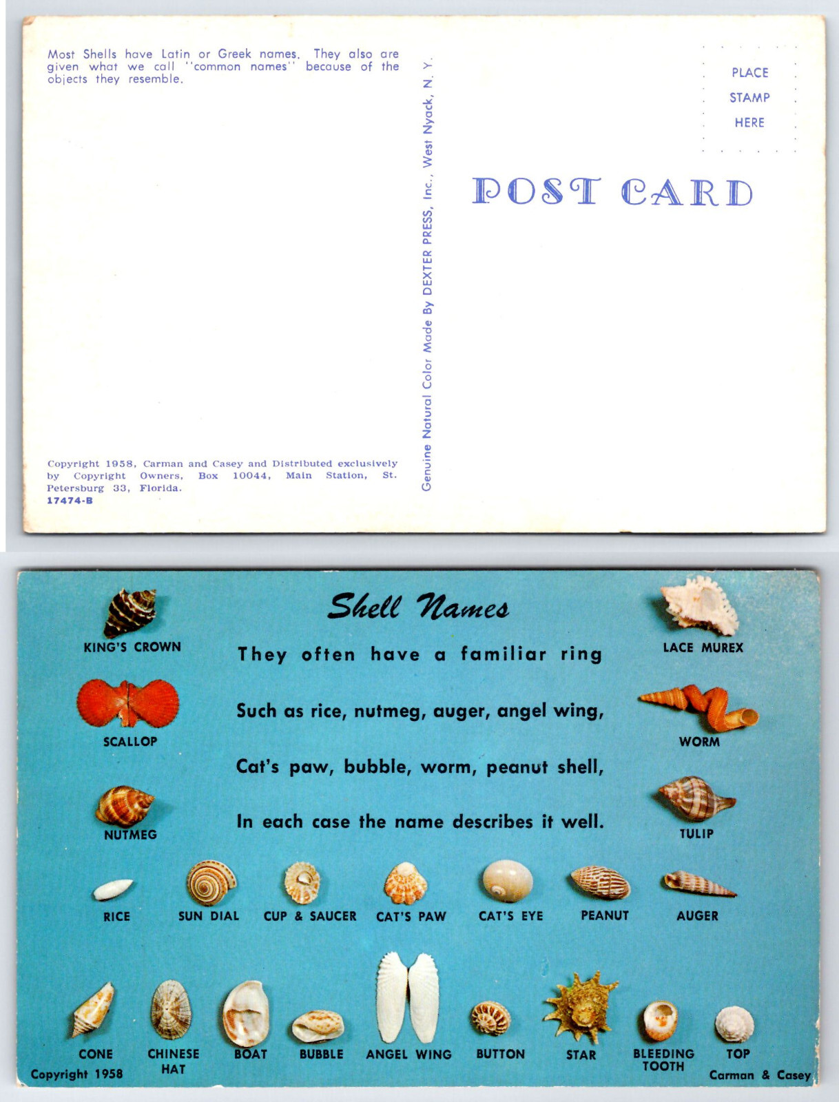[E2] Postcard Unused, Shell Names, Seashells
