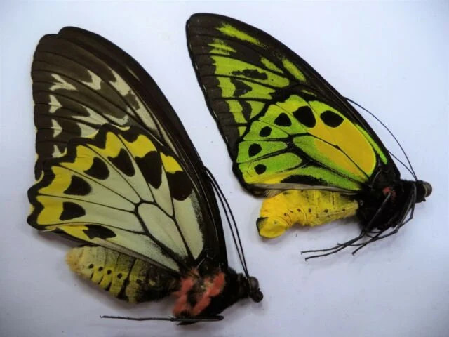 Ornithoptera croesus toeantei RARE A1 PAIR, M & F Unspread, ex - Morotai Island Ornithoptera croesus toeantei RARE A1 PAIR, M & F Unspread, ex - Morotai Island