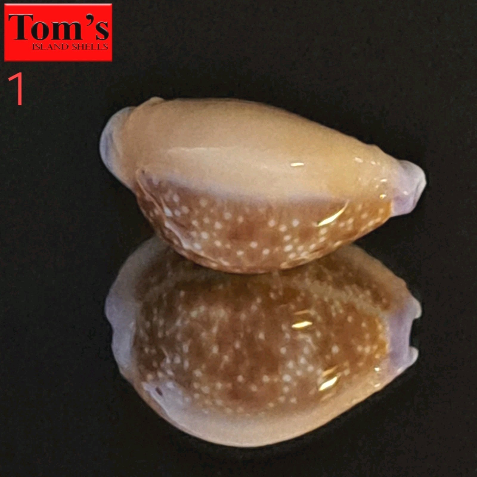 Cypraea helvola f. hawaiiensis #1 24.8mm ULTRA ROSTRATED GEM from Hawaii Cypraea helvola f. hawaiiensis #1 24.8mm ULTRA ROSTRATED GEM from Hawaii