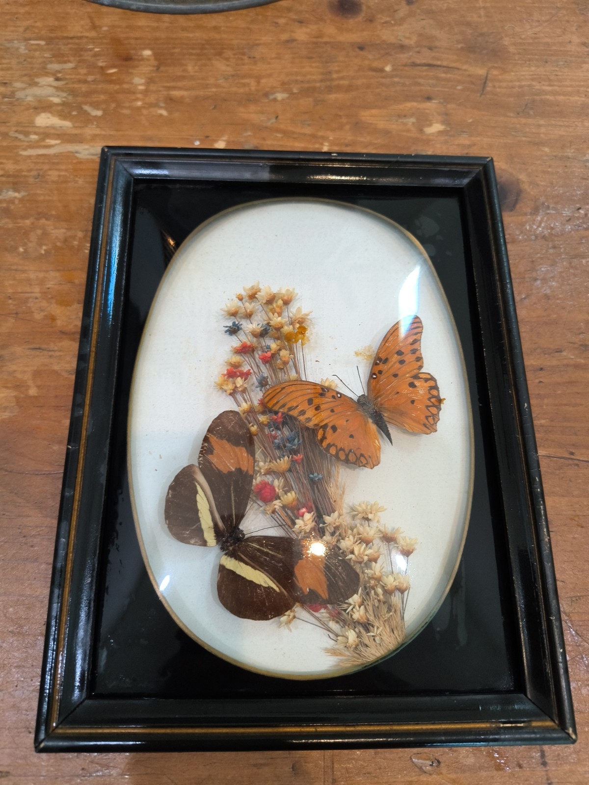 Butterfly Shadowbox Massive Vintage Vibes 7x5 Butterfly Shadowbox Massive Vintage Vibes 7x5