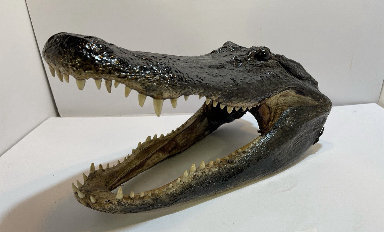 Real American Alligator Head From 9 Foot Louisiana Gator 16-17” Real American Alligator Head From 9 Foot Louisiana Gator 16-17”