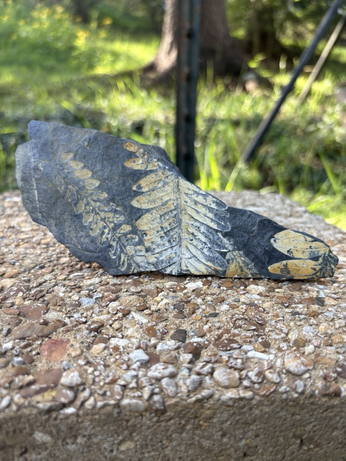Large Fern Fossil Specimen- Natural 5.5” Fern Leaves Double Shale Impressions Large Fern Fossil Specimen- Natural 5.5” Fern Leaves Double Shale Impressions