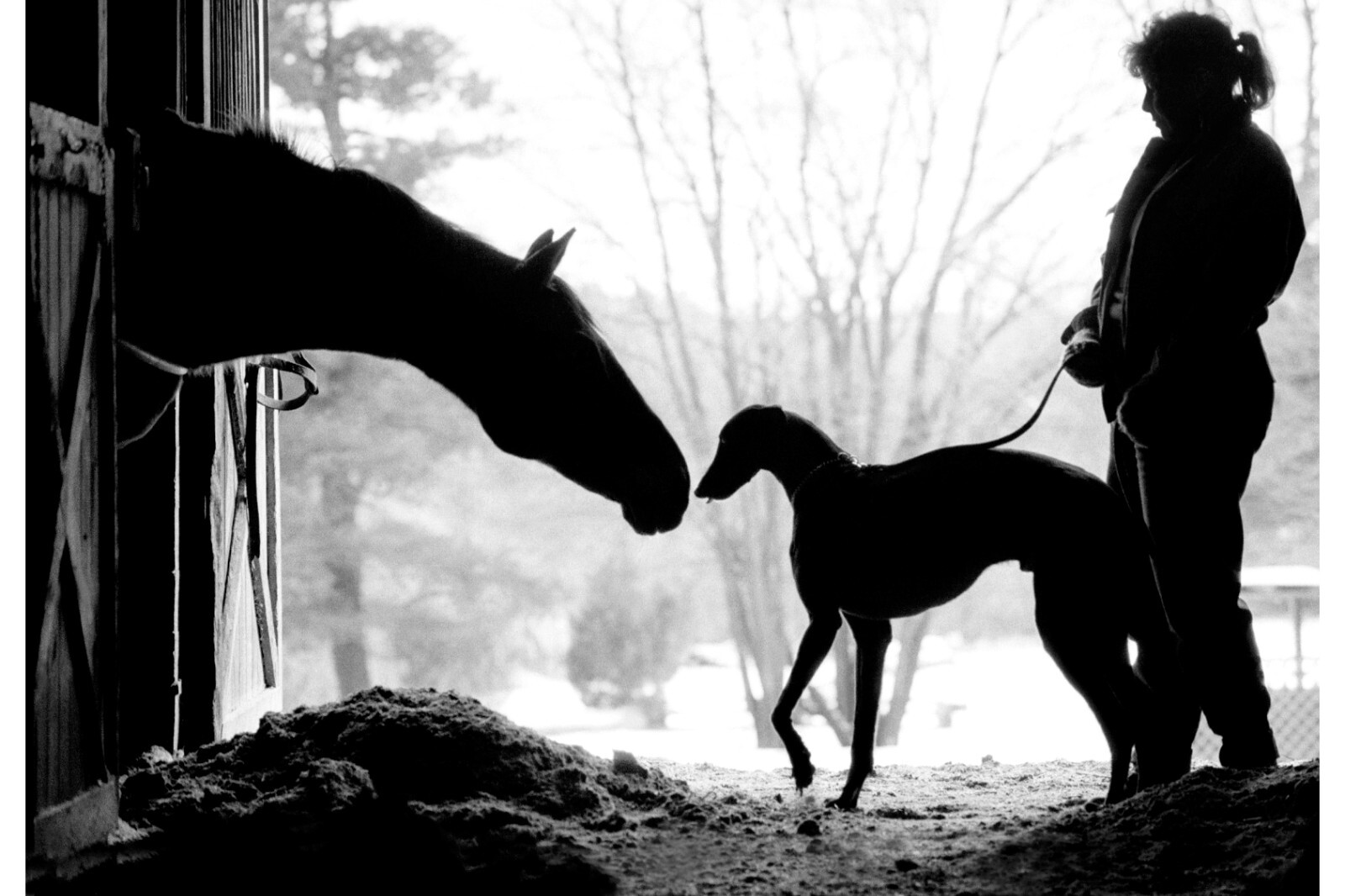 Meeting of the Racers greyhound signed large 16x20 archival photograph Meeting of the Racers greyhound signed large 16x20 archival photograph