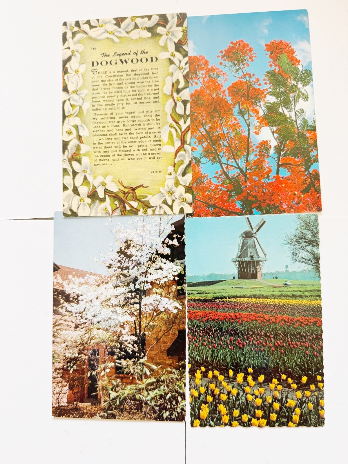 4 Vintage Unused Postcards Flowers Windmill Multi-State Lot Mid-Century 4 Vintage Unused Postcards Flowers Windmill Multi-State Lot Mid-Century