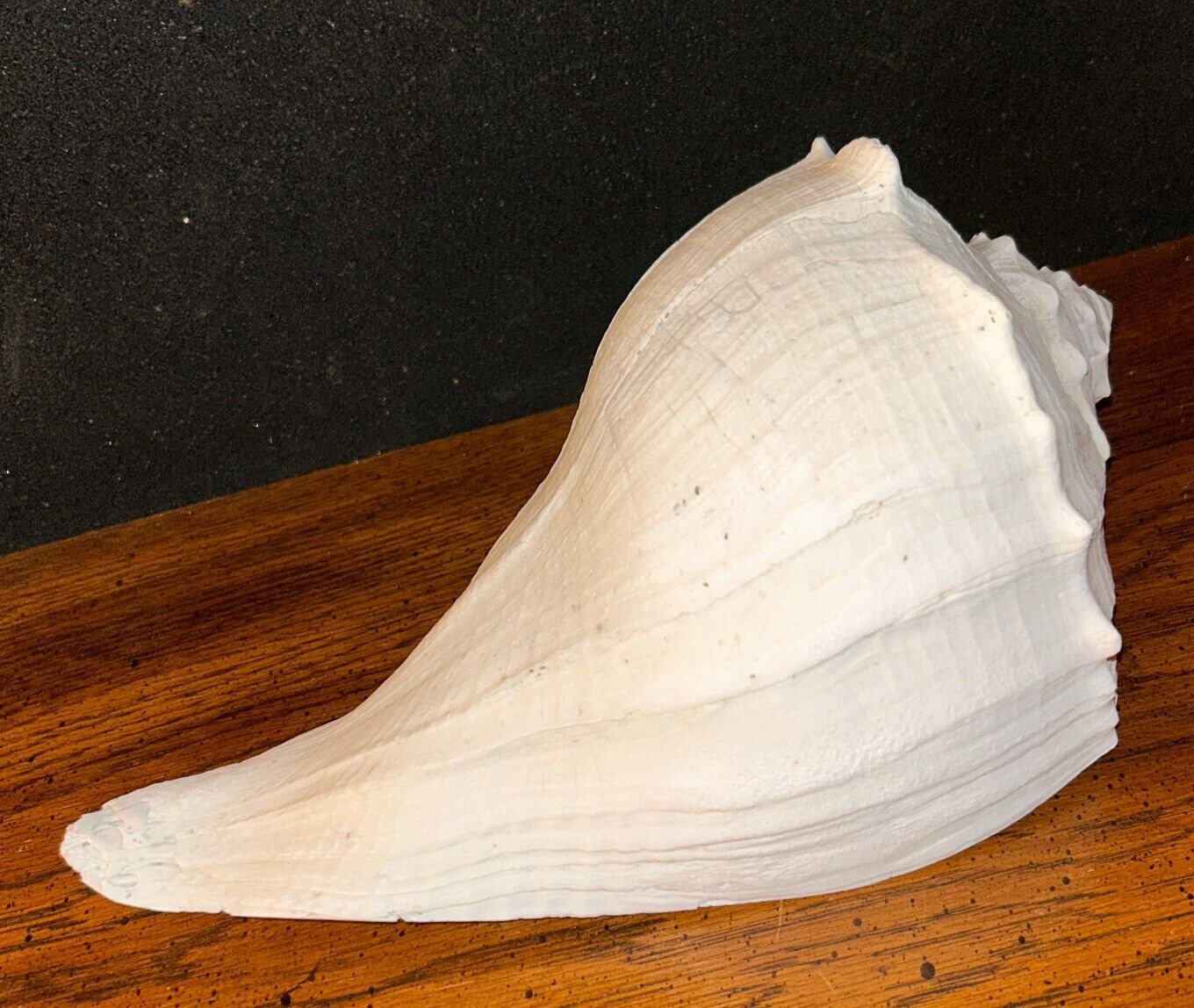 10” Large 1950s Pink Beige Natural Whelk Conch Sea Shell Home Beach Decor Coast
