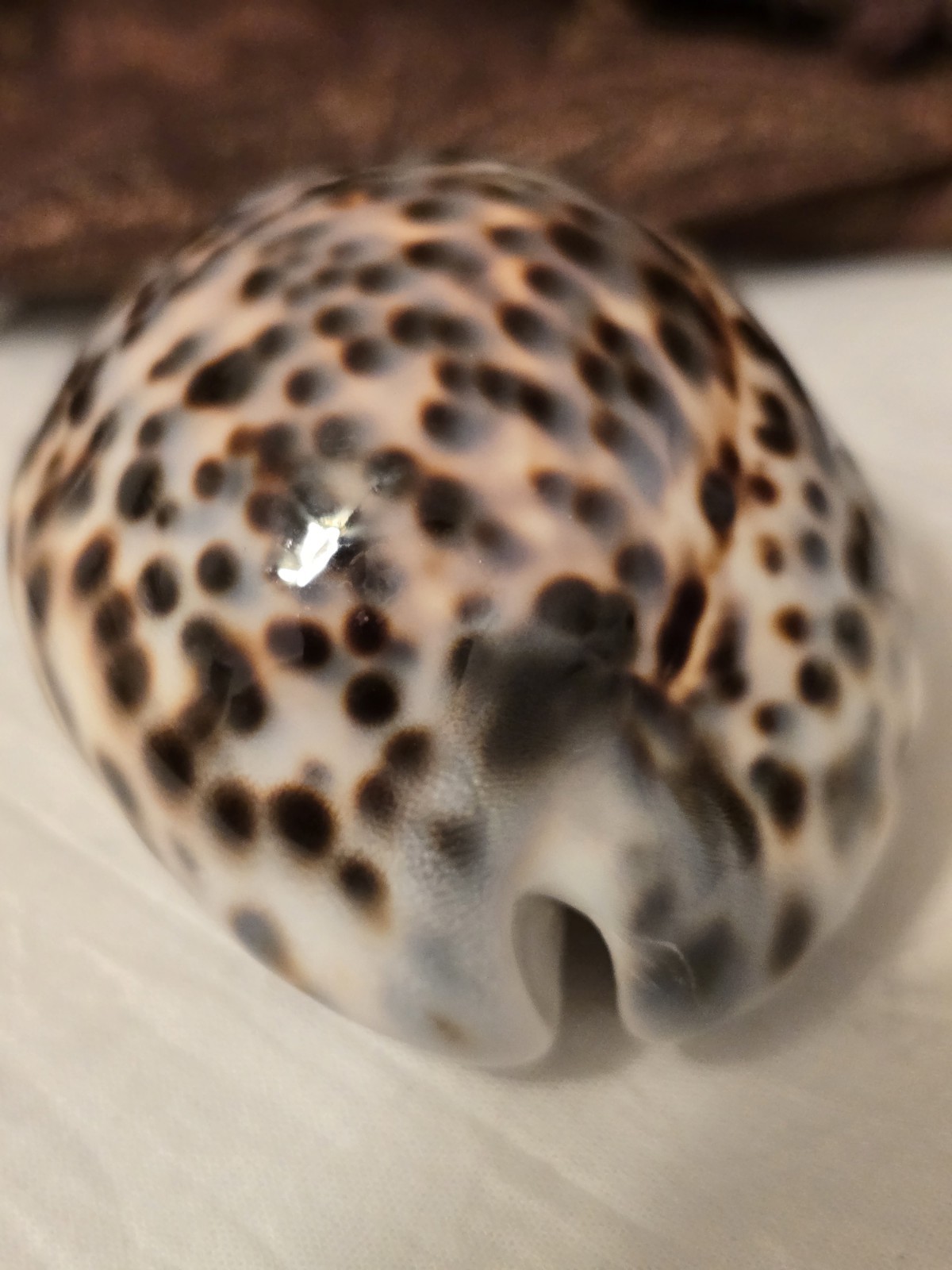CYPRAEA TIGRIS SCHILDERIANA BIG 88.9 mm striking pattern MINT PERFECT CYPRAEA TIGRIS SCHILDERIANA BIG 88.9 mm striking pattern MINT PERFECT