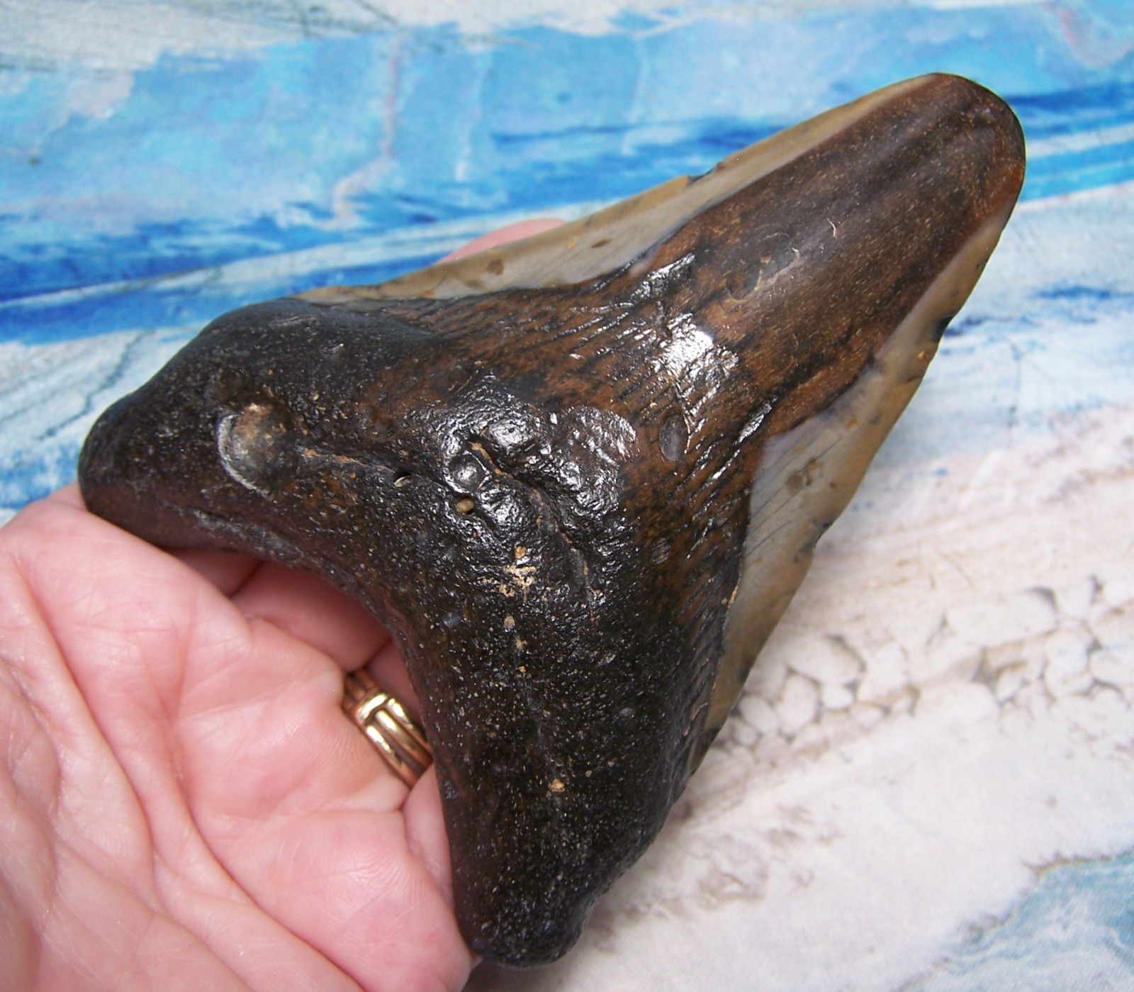 MEGALODON SHARK TOOTH 4 1/4" SHARK TEETH LARGE JAW FOSSIL STUNNING COLOR ~REAL MEGALODON SHARK TOOTH 4 1/4" SHARK TEETH LARGE JAW FOSSIL STUNNING COLOR ~REAL