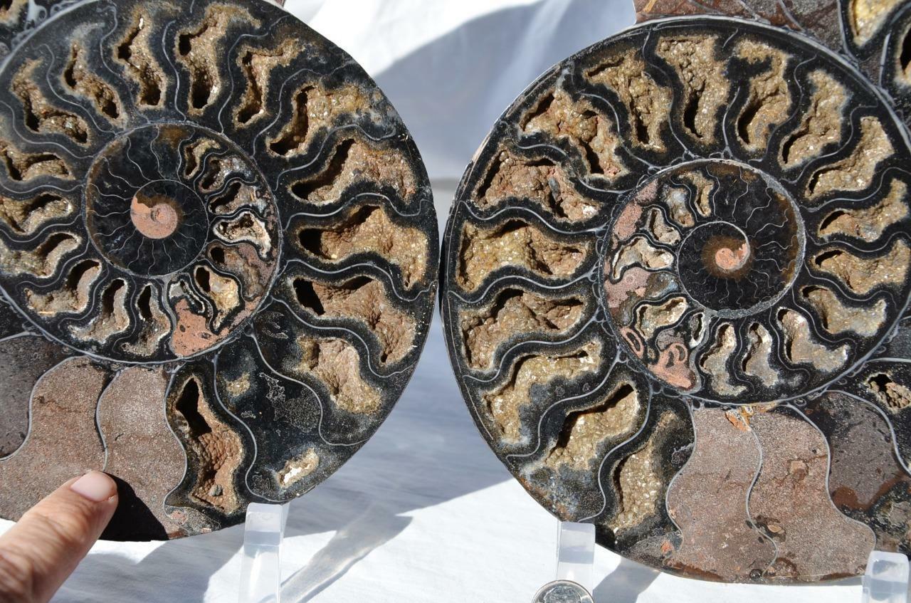 Cut Split PAIR Black Ammonite Crystal Cavity 110myo Fossil 216mm XL 8.5\