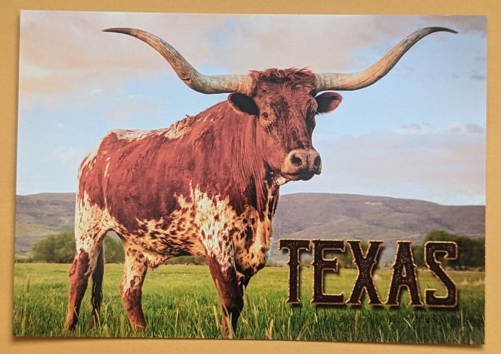 Postcard TX: Texas Longhorn. Texas 