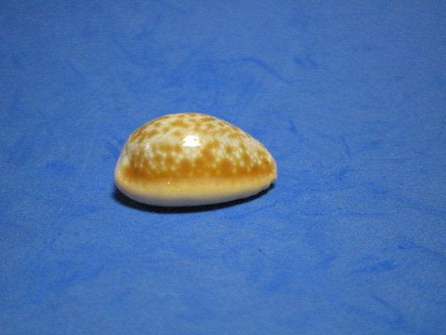 Cypraea helvola hawaiiensis Melvill,1888 "GIANT BEAUTY"  (26.2mm)