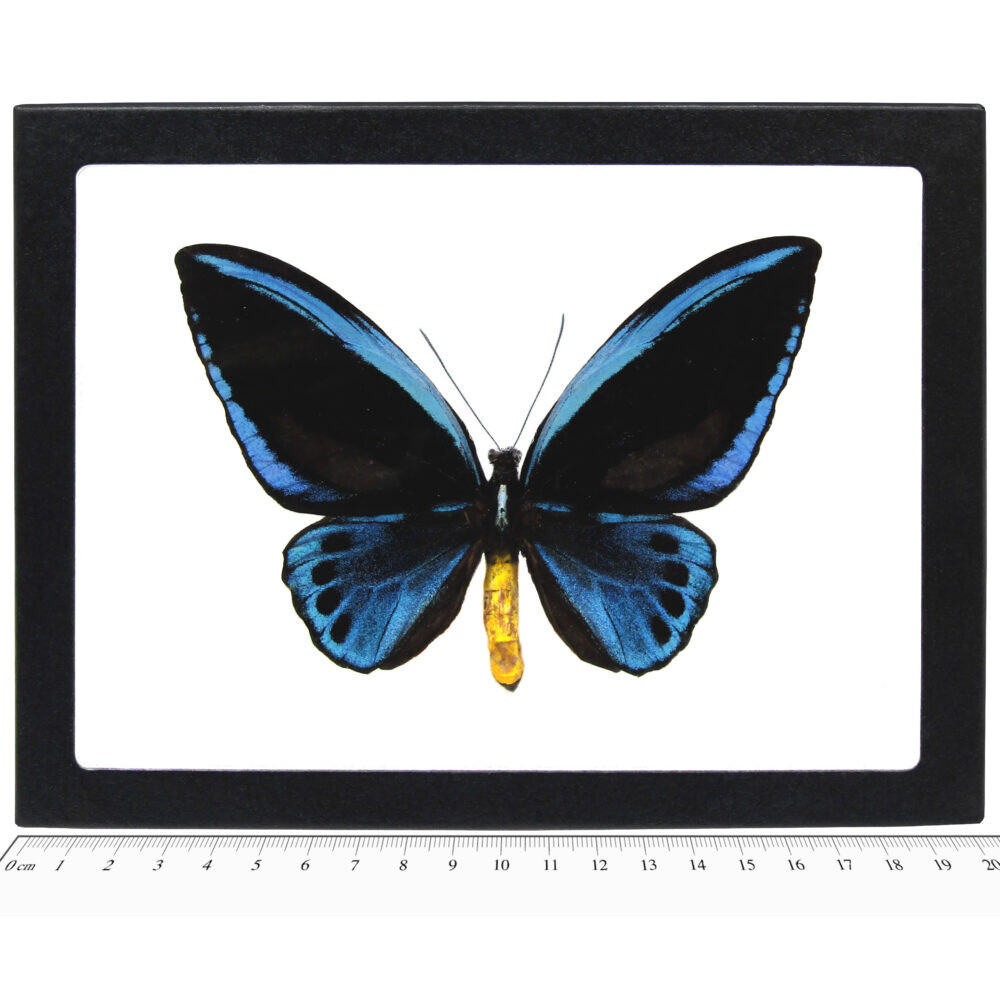Ornithoptera urvillianus MALE blue black butterfly RARE FRAMED Ornithoptera urvillianus MALE blue black butterfly RARE FRAMED