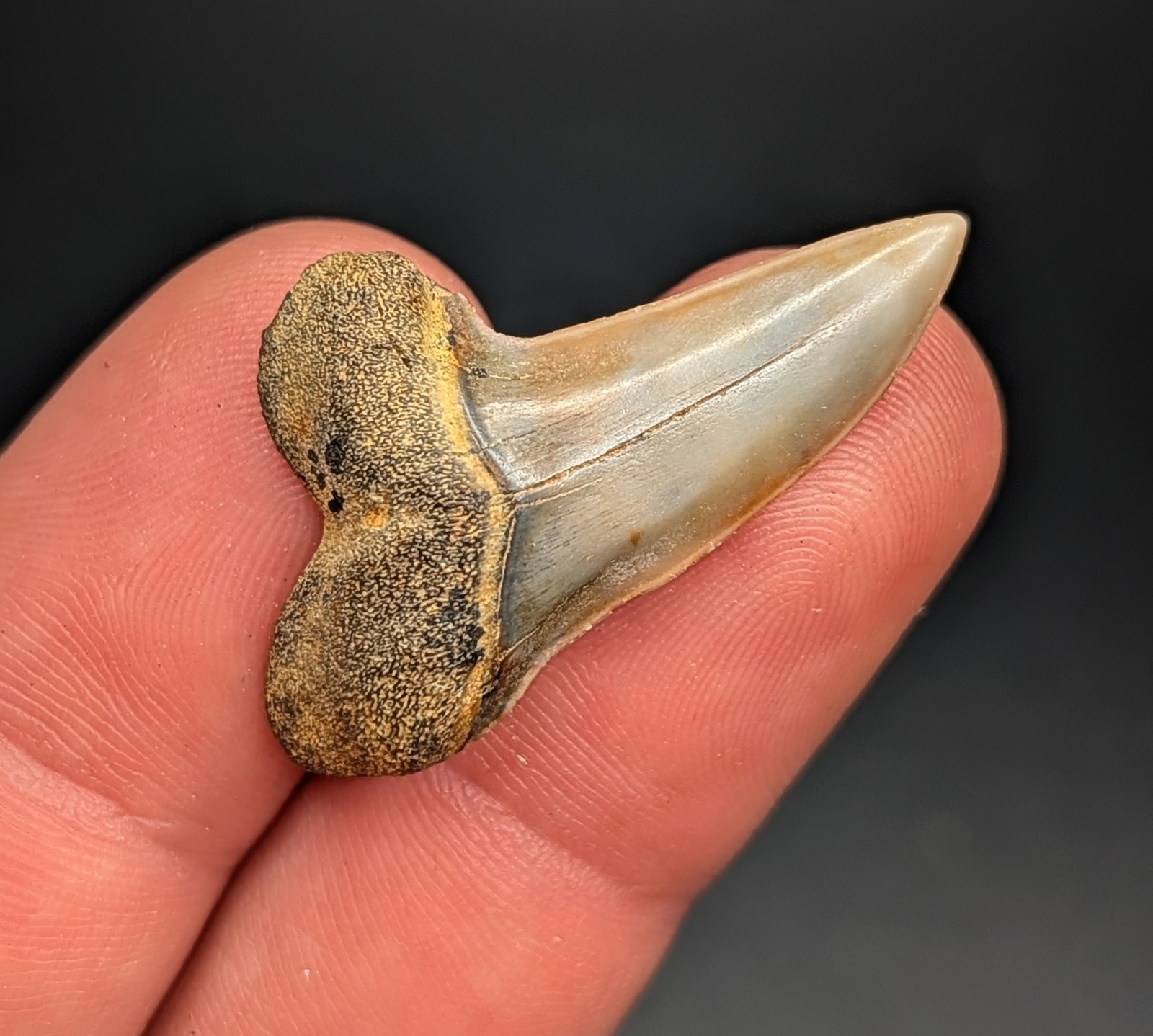 Exceptional 1.3" Real Mako Shark Tooth Bakersfield California Gem Exceptional 1.3" Real Mako Shark Tooth Bakersfield California Gem