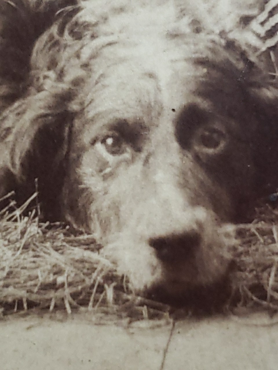 Antique 1890s Cabinet Card Photo Child on Hay Bale w/Large Ticked English Setter