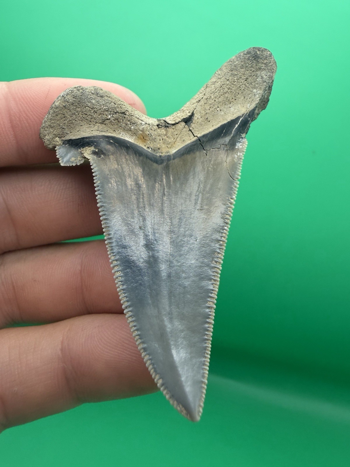 RARE Deformed Auriculatus Shark Tooth North Carolina 2.66” Glued (Repaired) RARE Deformed Auriculatus Shark Tooth North Carolina 2.66” Glued (Repaired)
