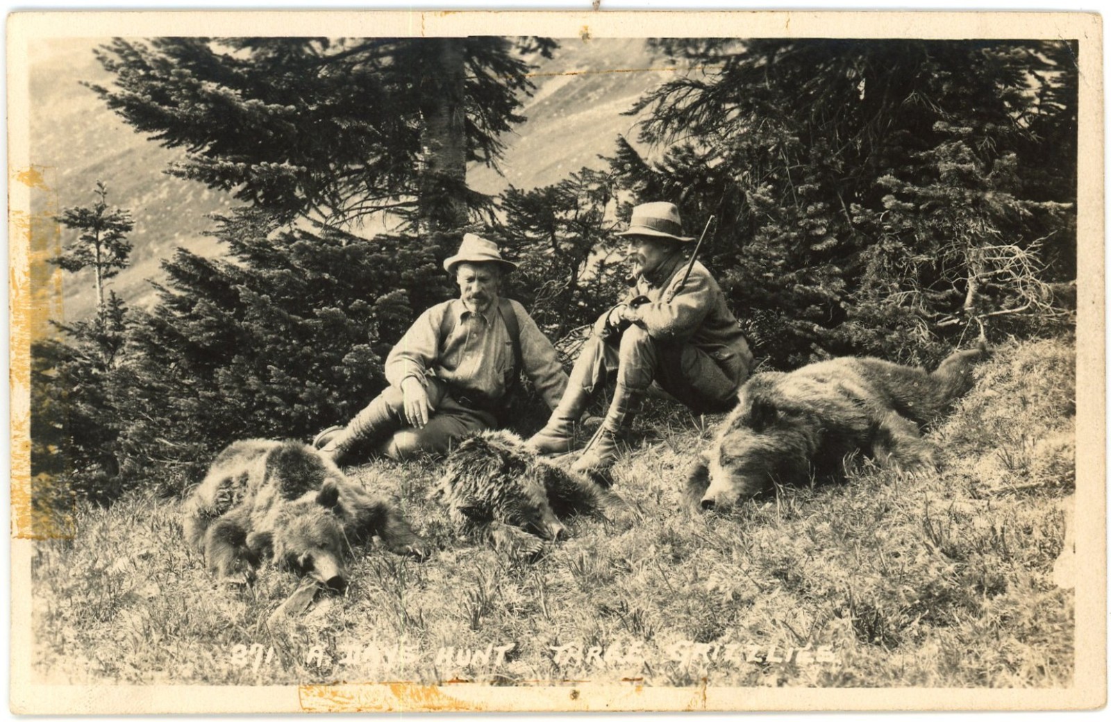 c1910s Byron Harmon Banff Three Grizzlies Hunting Postcard CPR Rockies RPPC c1910s Byron Harmon Banff Three Grizzlies Hunting Postcard CPR Rockies RPPC