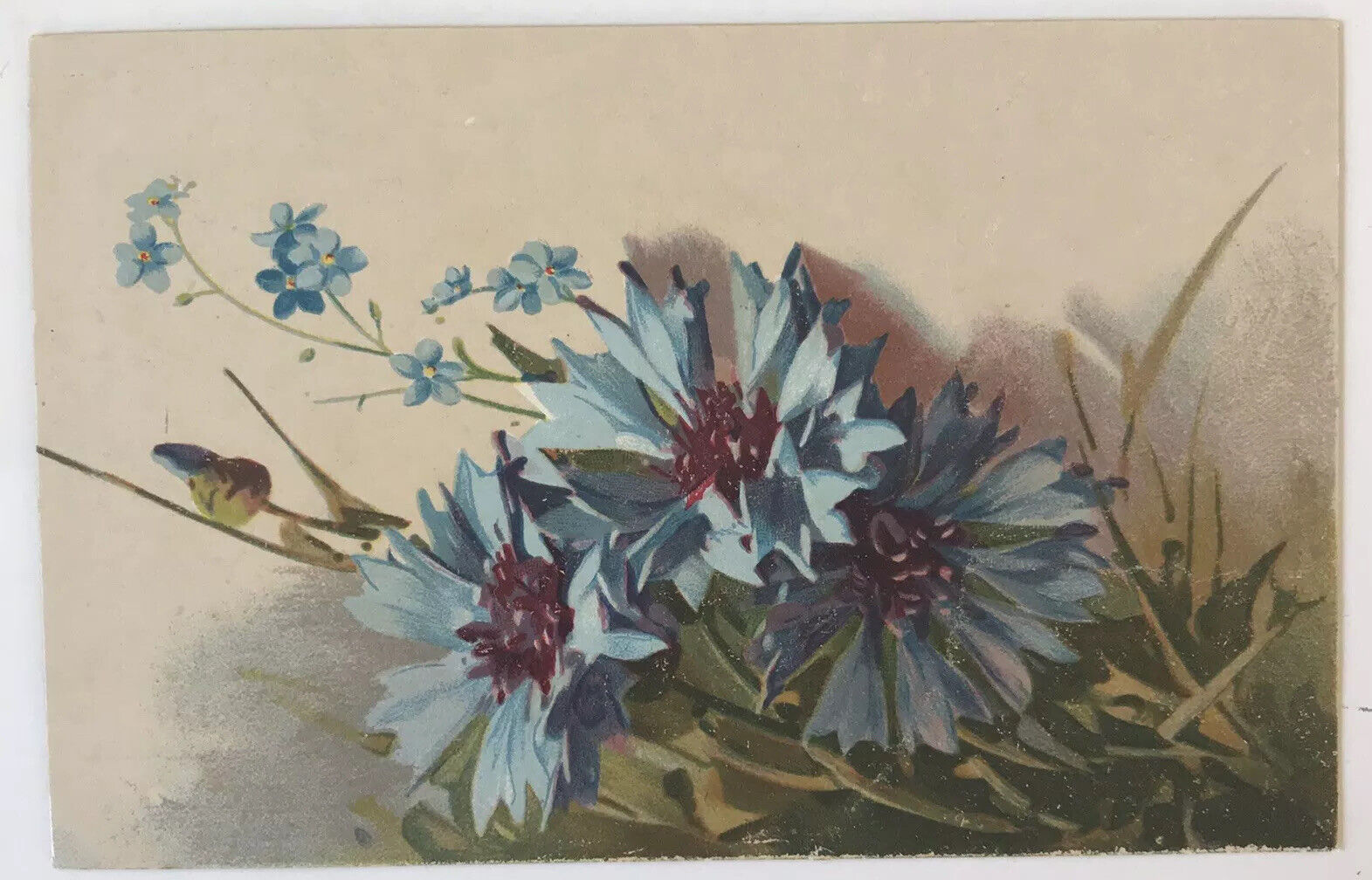 CPA BLUE FLOWERS MILANO PRINT / Fancy Blue Flowers Postcard