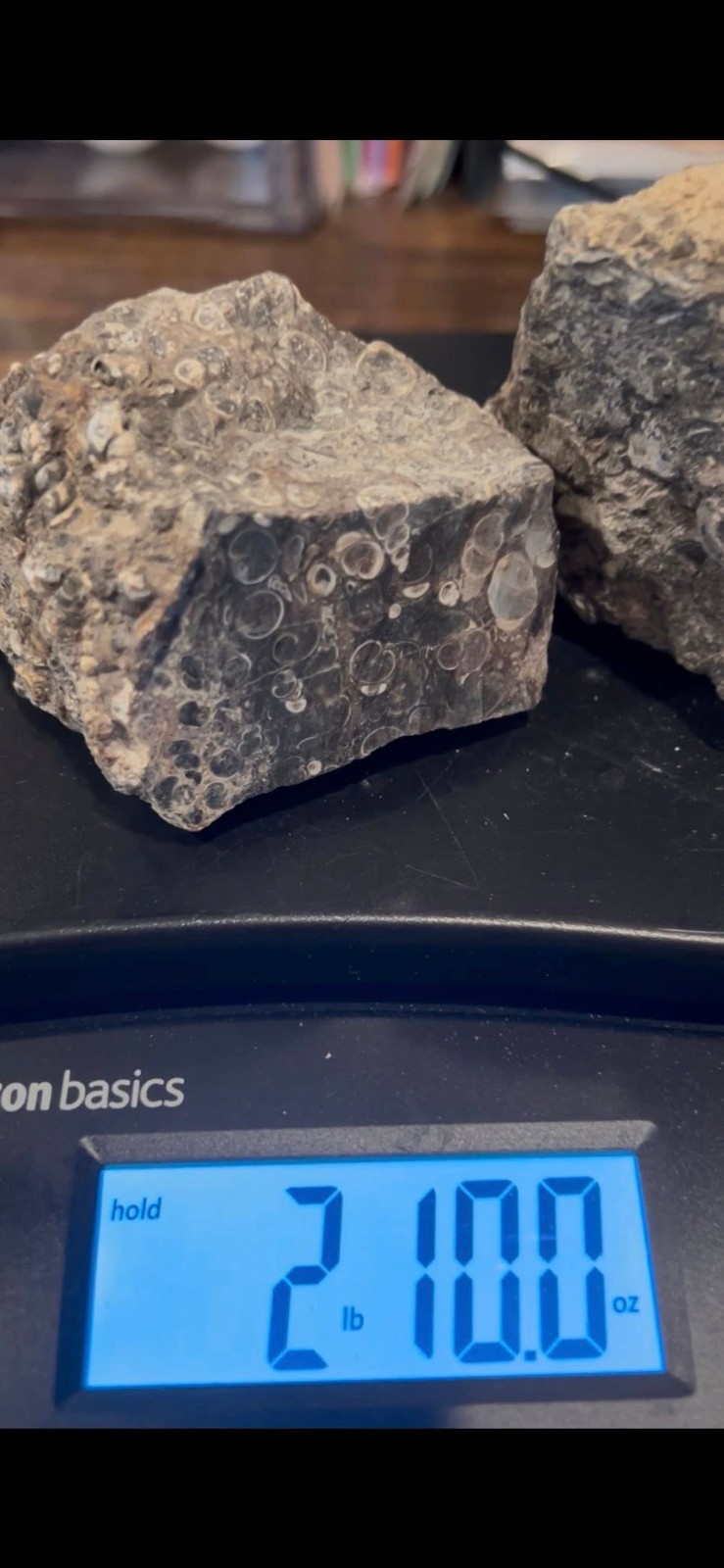 SALE 2lbs 10 ozs Turtilla Fossil Lapidary Rough Stone Slab 2 lbs 10 ozs TF2 SALE 2lbs 10 ozs Turtilla Fossil Lapidary Rough Stone Slab 2 lbs 10 ozs TF2