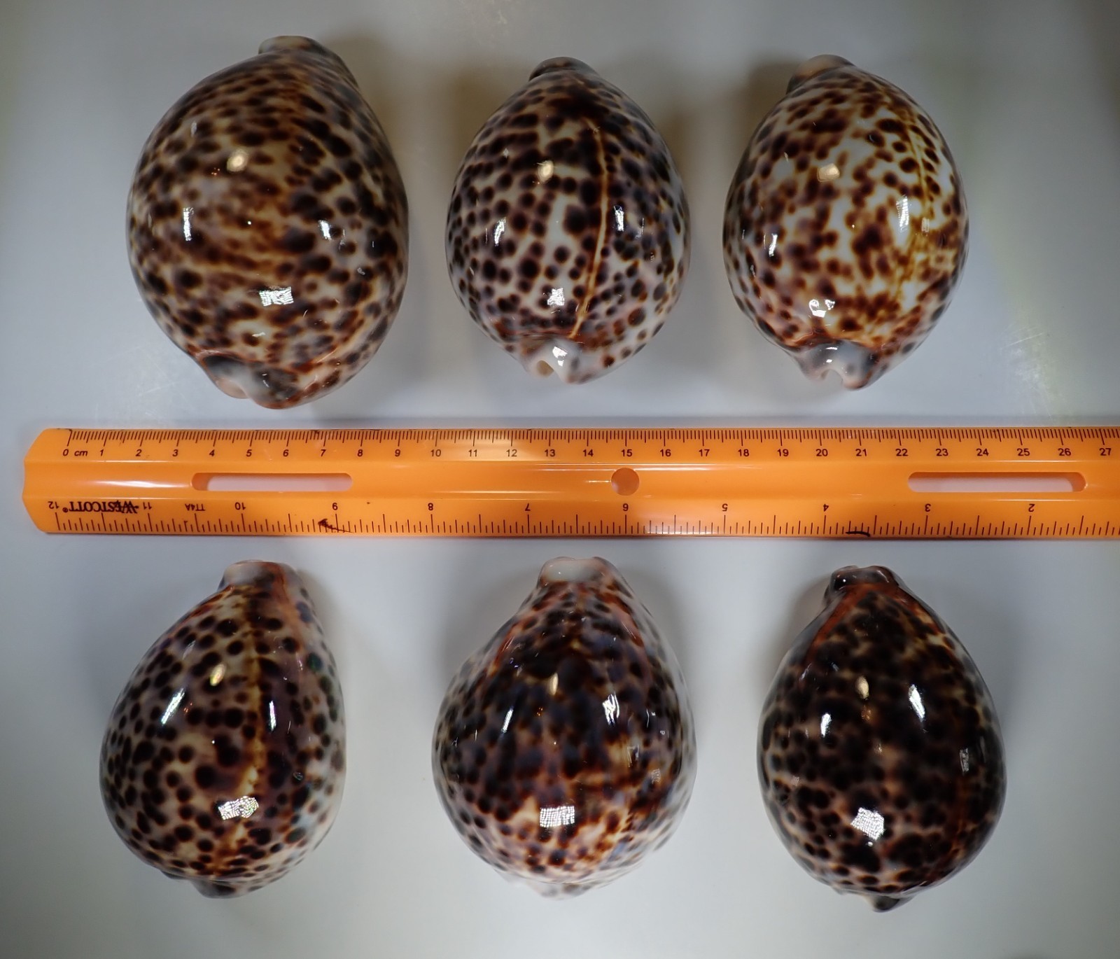 Six Cypraea Tigris, no scratches, defects. $60.00 Six Cypraea Tigris, no scratches, defects. $60.00