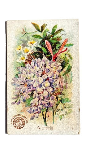 1898 J16 #2 Wisteria, New Series Beautiful Flowers, Arm and Hammer