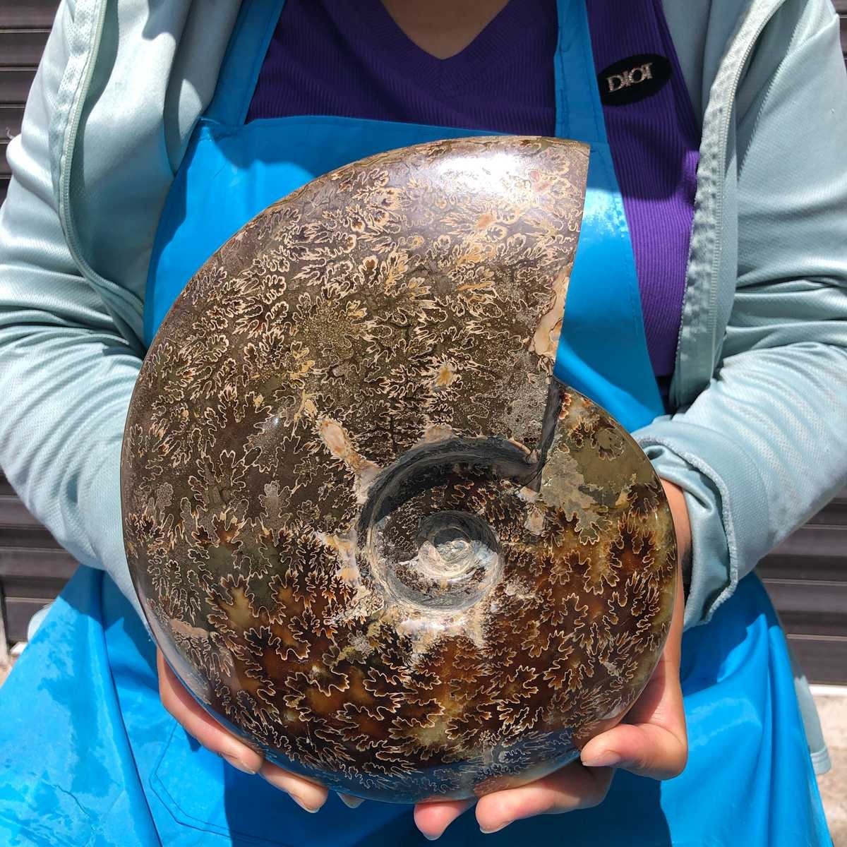 5.85 LB Natural Ammonite Fossil Specimen Home Table Decor Healing Stone 6818 5.85 LB Natural Ammonite Fossil Specimen Home Table Decor Healing Stone 6818