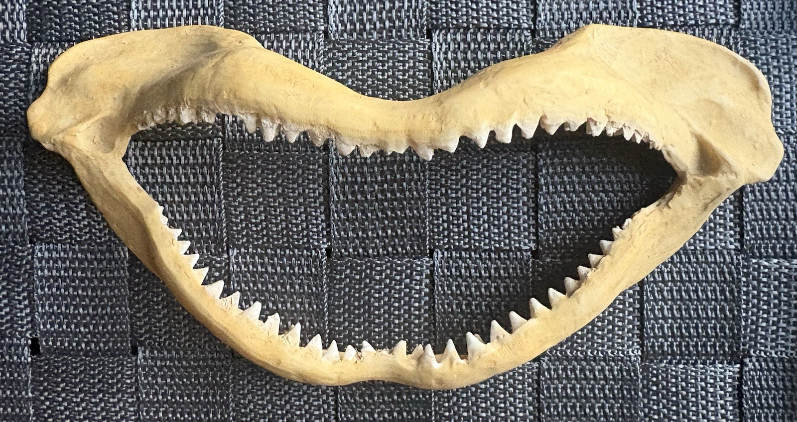 8.5'' BULL SHARK JAW IN EXCELLENT CONDITION 8.5'' BULL SHARK JAW IN EXCELLENT CONDITION
