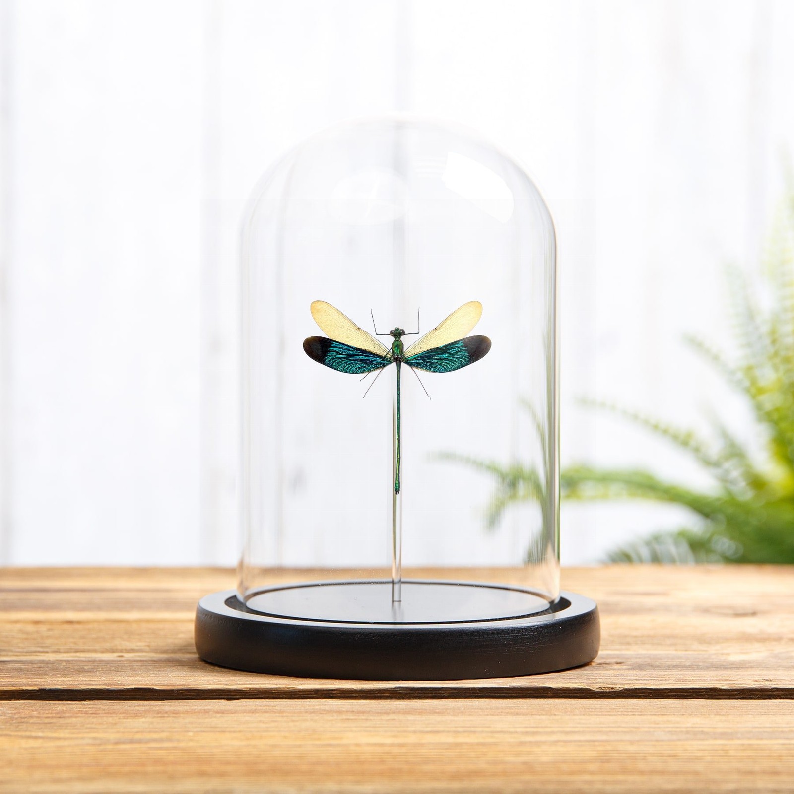 Taxidermy Stream Glory Damselfly in Glass Dome (Neurobasis chinensis) Taxidermy Stream Glory Damselfly in Glass Dome (Neurobasis chinensis)