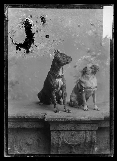 Photo:Two Dogs Studio Portrait c1873-1916 Photo:Two Dogs Studio Portrait c1873-1916