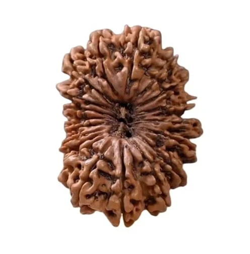 21 Mukhi Rudraksha Original Certified Nepali Big Size 26mm with Capping 21 Face 21 Mukhi Rudraksha Original Certified Nepali Big Size 26mm with Capping 21 Face